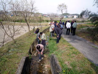 波木町高城地区の用水路でカワニナを探す参加者